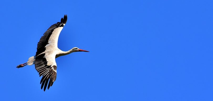 @source cigogne Alsace